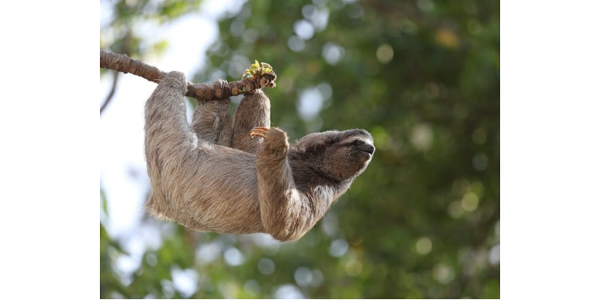 В США погибли более 30 ленивцев из-за ненадлежащих условий содержания