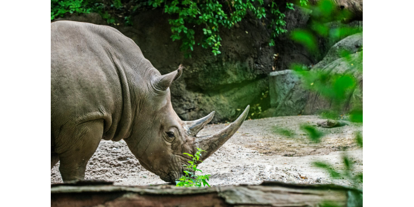 Защитник носорогов стал жертвой носорога