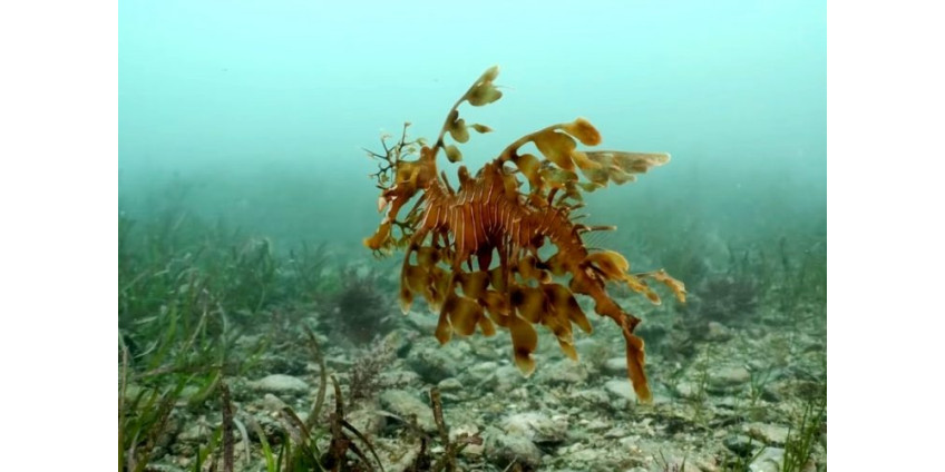 Аквариум в Сан-Диего открыл новую уникальную выставку